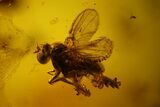 Detailed Fossil Dance Fly (Empididae) In Baltic Amber - Nice Eyes! #145430-1